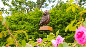 Sculpture at Beaulieu 2025